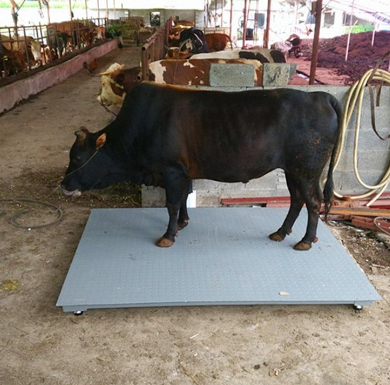 資陽牛奶場安裝現場